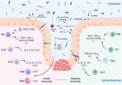 Gut microbiota: A novel and potential target for <mark class="highlighted">radioimmunotherapy</mark> in colorectal cancer